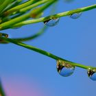 Wassertropfen am Zyperngrashalm