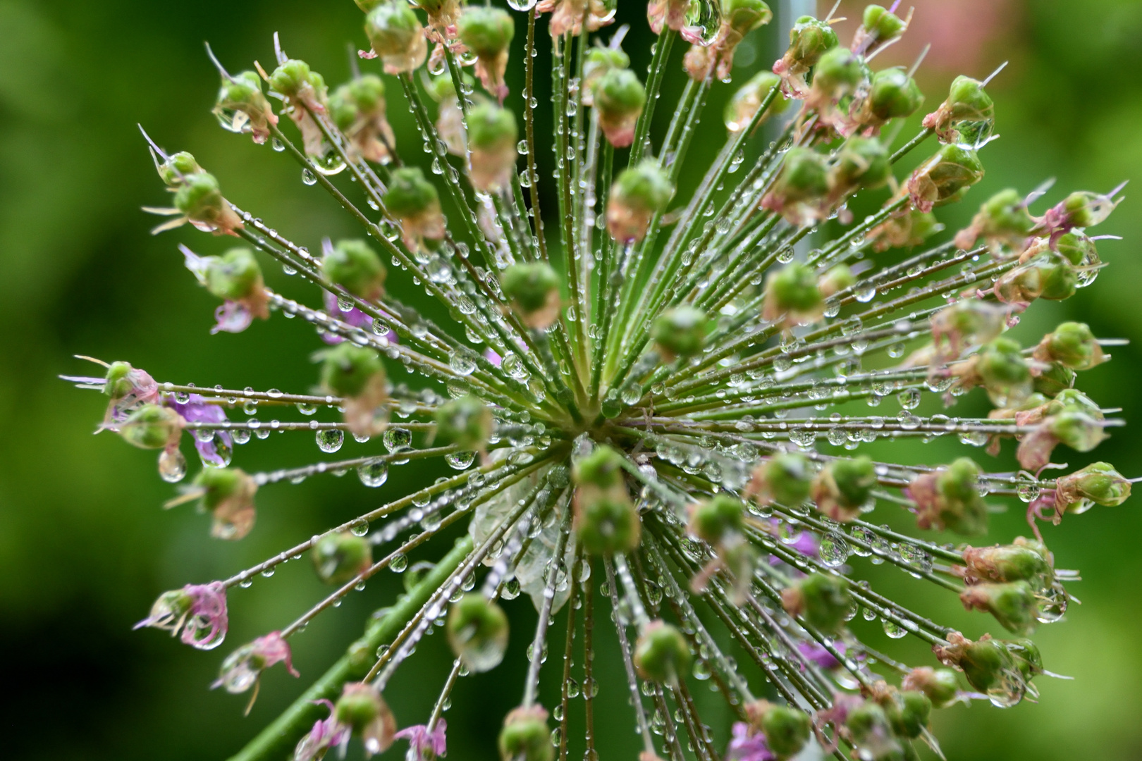 Wassertropfen an Allium