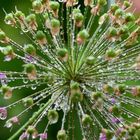 Wassertropfen an Allium