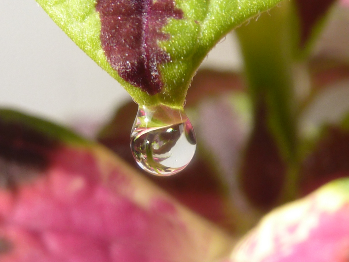 Wassertropfen an Blatt