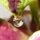 Wassertropfen an Blatt