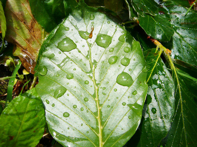 - Wassertropfen an Blattgrün -