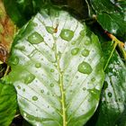 - Wassertropfen an Blattgrün -