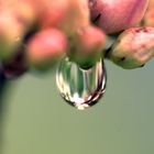 Wassertropfen an Blüte