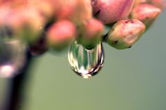 Wassertropfen an Blüte