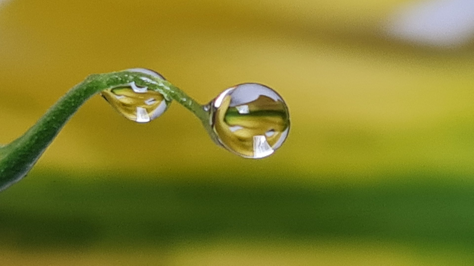 Wassertropfen an der Calla