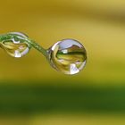 Wassertropfen an der Calla