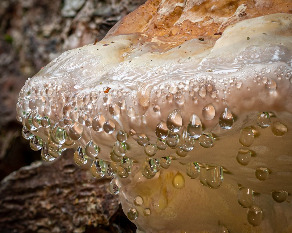 Wassertropfen an einem Baumpilz