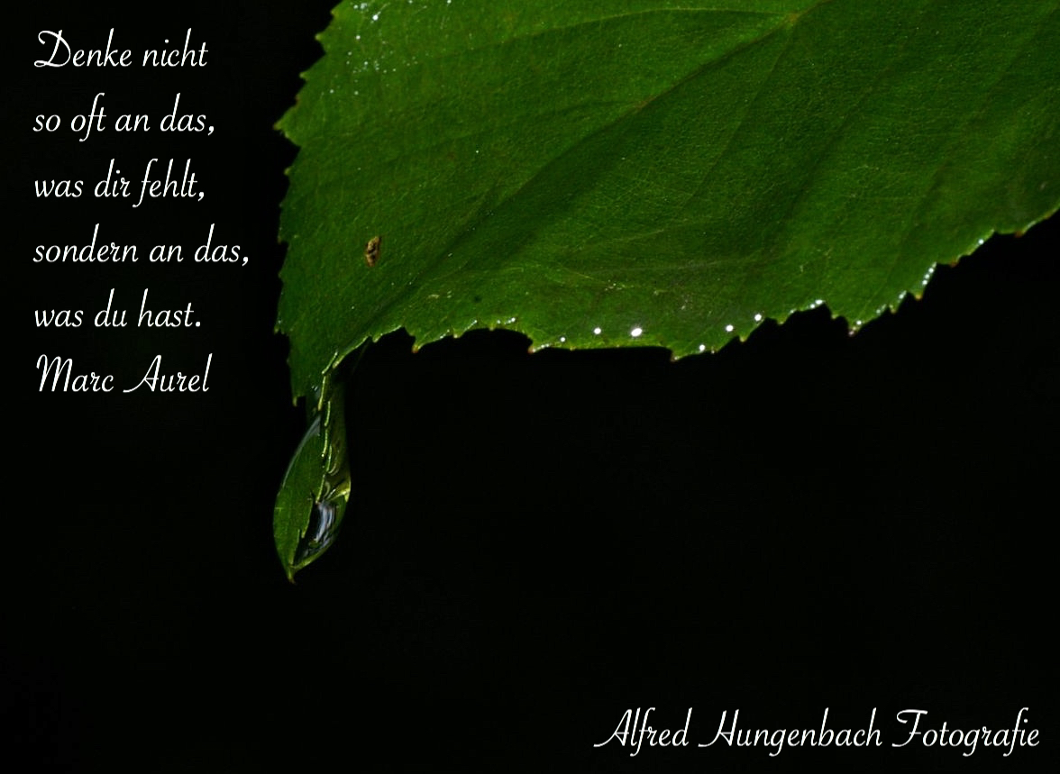Wassertropfen An Einem Blatt Foto Bild Fotos Und Sprüche Natur
