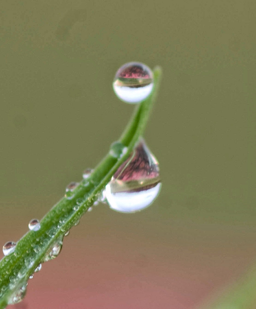 Wassertropfen an einem Grashalm