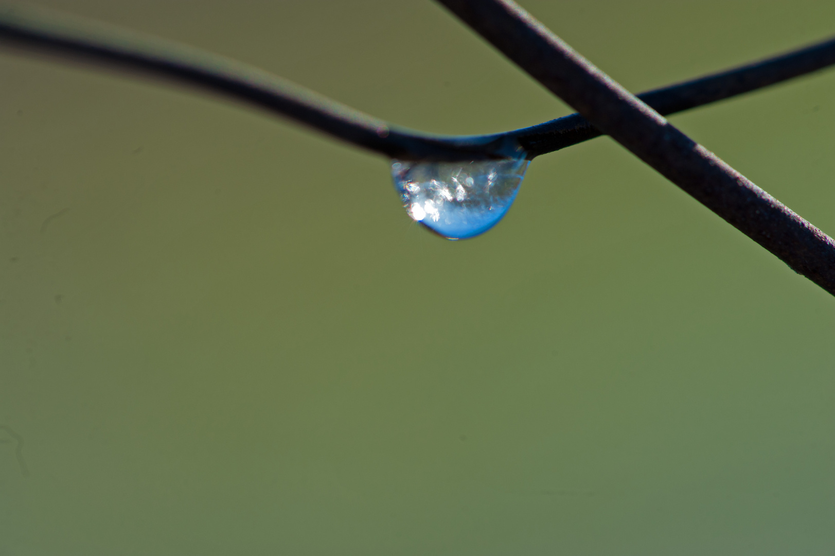 Wassertropfen an einen Ast