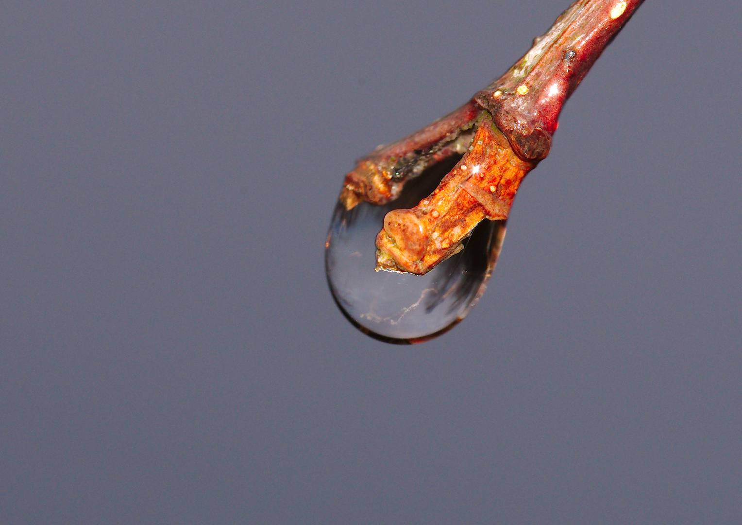 Wassertropfen an einer Birke