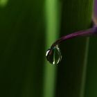 Wassertropfen an einer Callablüte