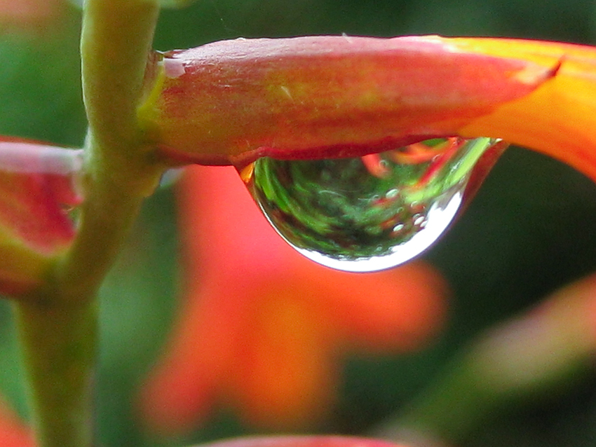 Wassertropfen an einer Mombrezie