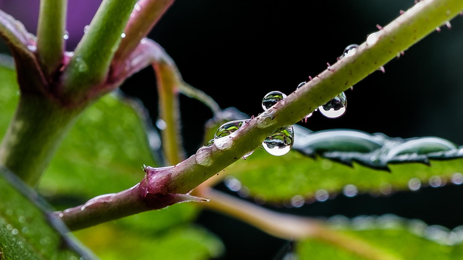 Wassertropfen an einer Rose_02