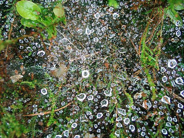 Wassertropfen an einer Spinnwebe am Boden