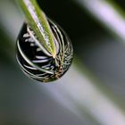 Wassertropfen an einer Tannennadel