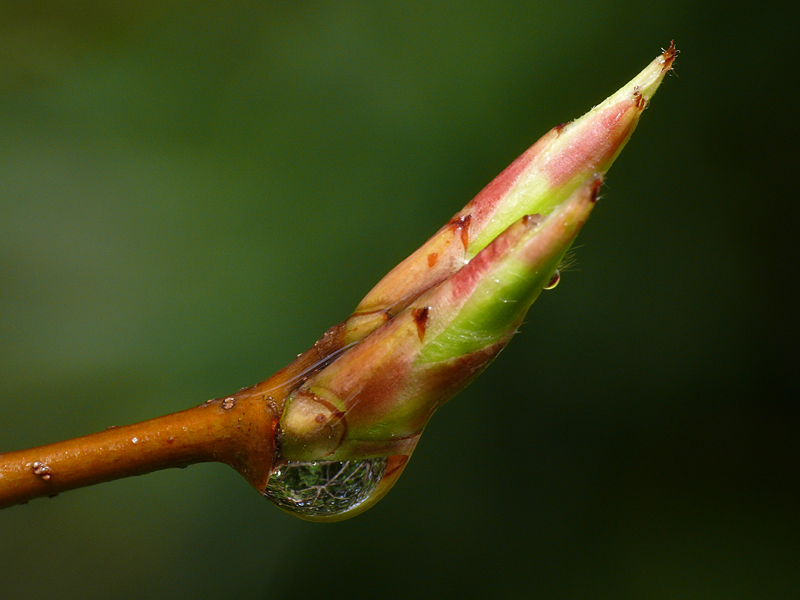 Wassertropfen an Felsenbirnentrieb