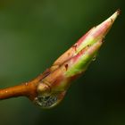 Wassertropfen an Felsenbirnentrieb