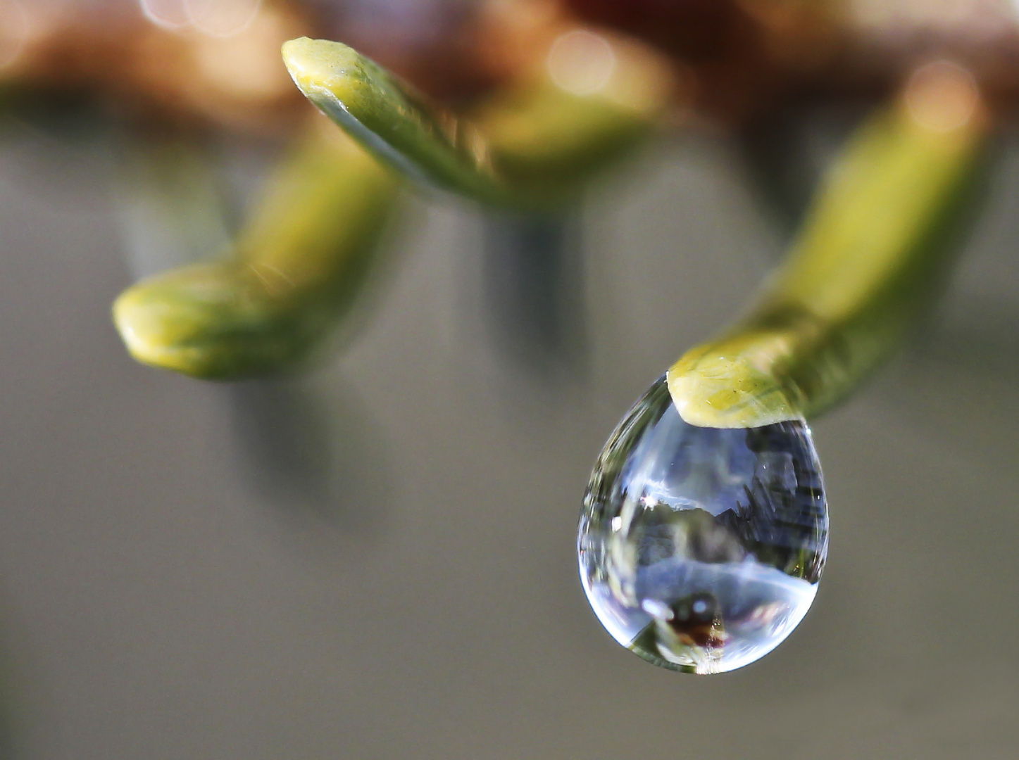 Wassertropfen an Fichtennadel