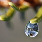 Wassertropfen an Fichtennadel