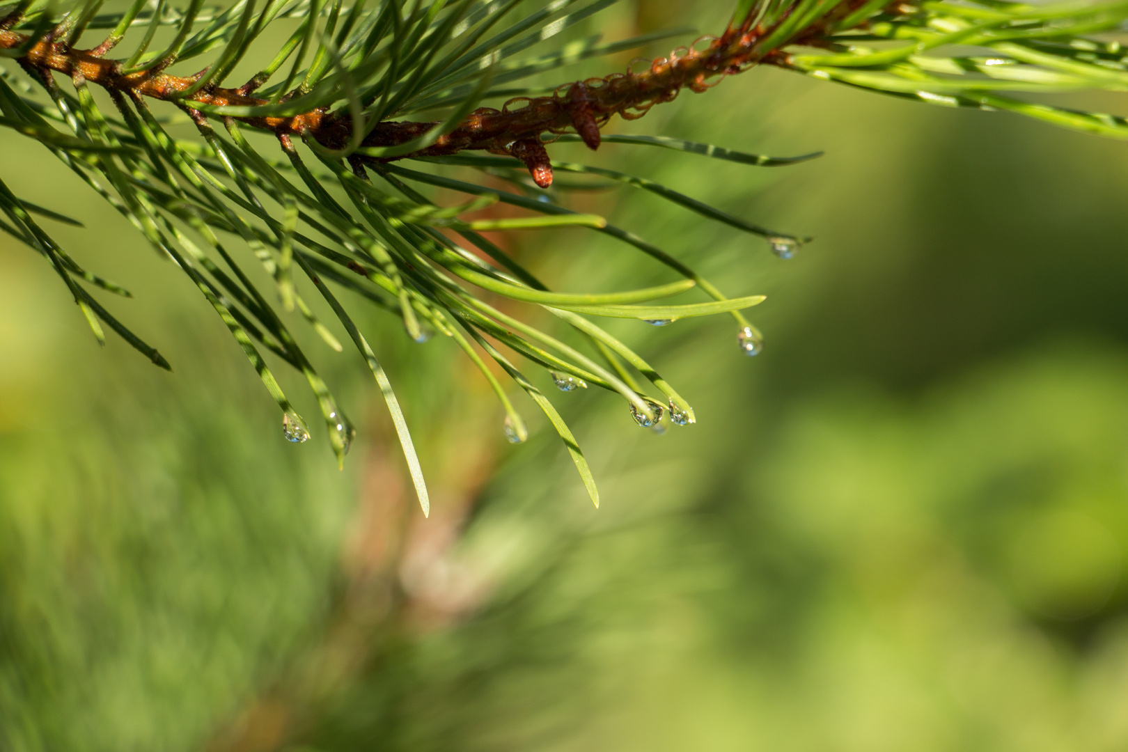 Wassertropfen an Kiefernnadeln