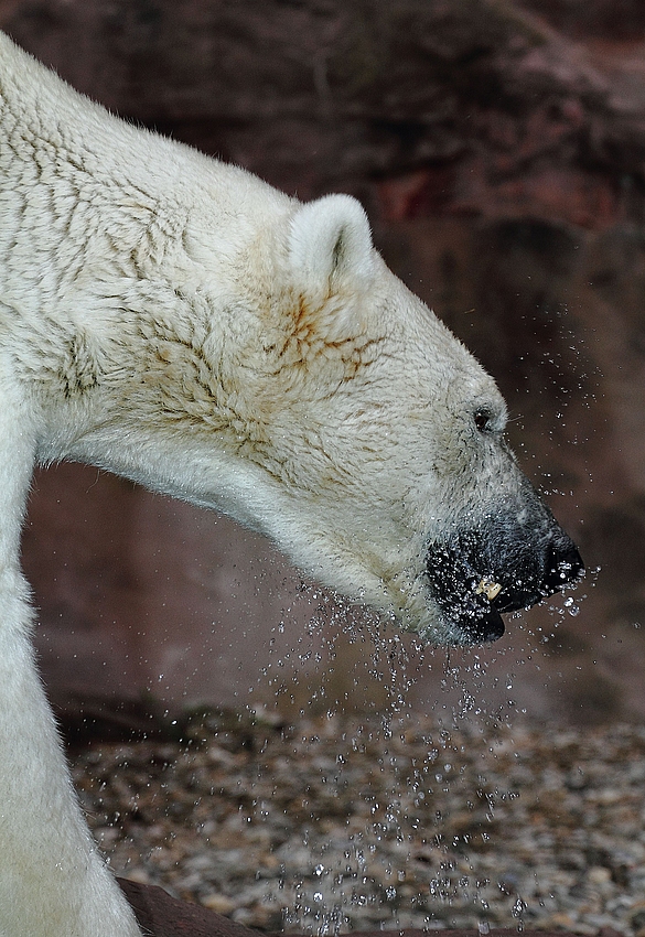 "Wassertropfen an mein .... Fell hinklopfen" oder so.