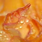 Wassertropfen an orangefarbenem Rosenblatt mit rotem Saum