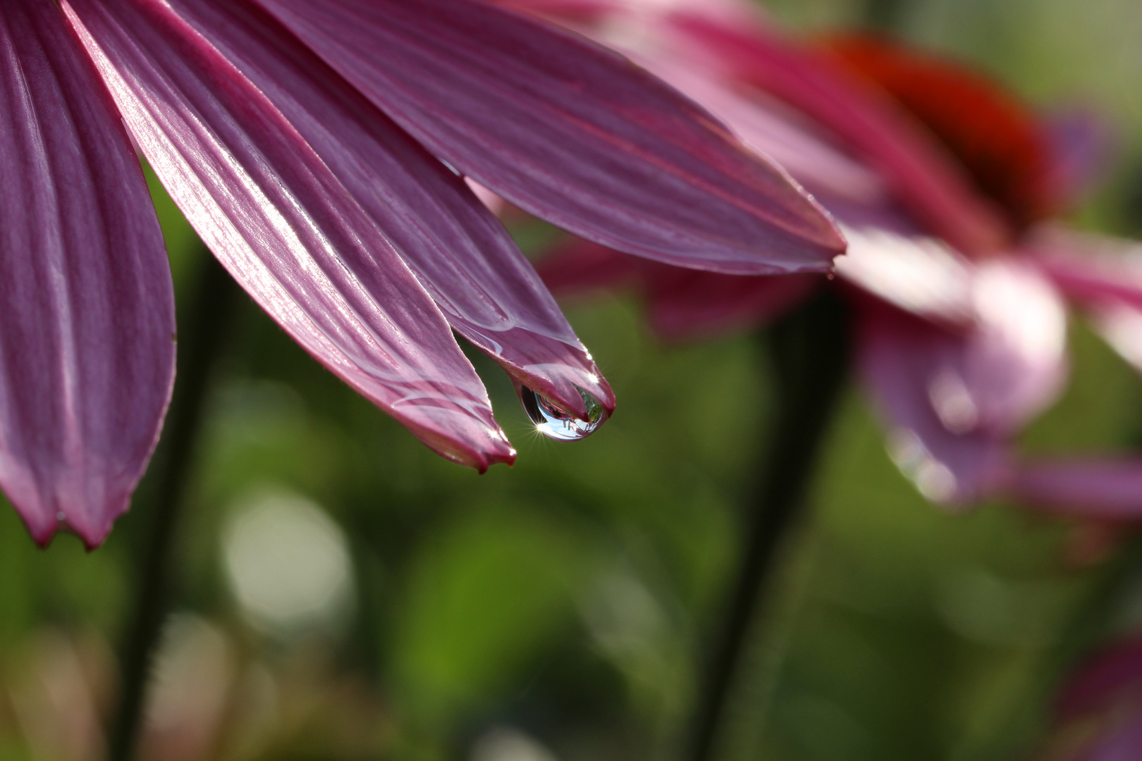 Wassertropfen an pinker Blume
