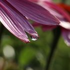 Wassertropfen an pinker Blume