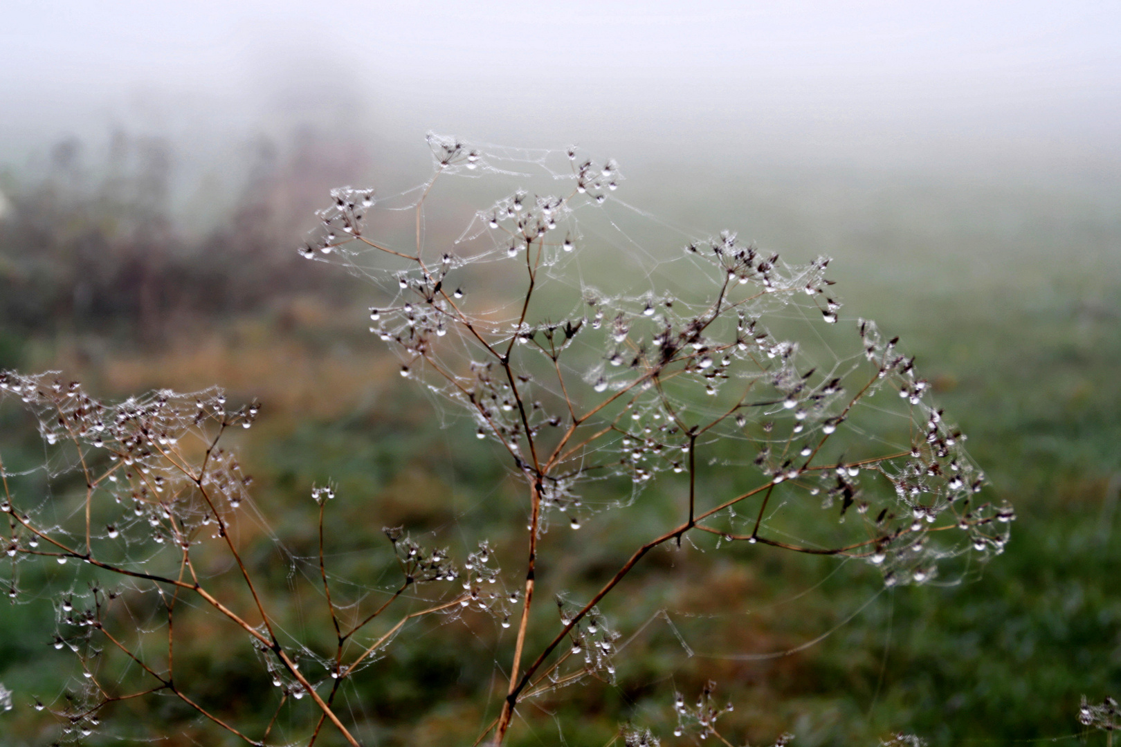 Wassertropfen an Planze