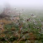 Wassertropfen an Planze