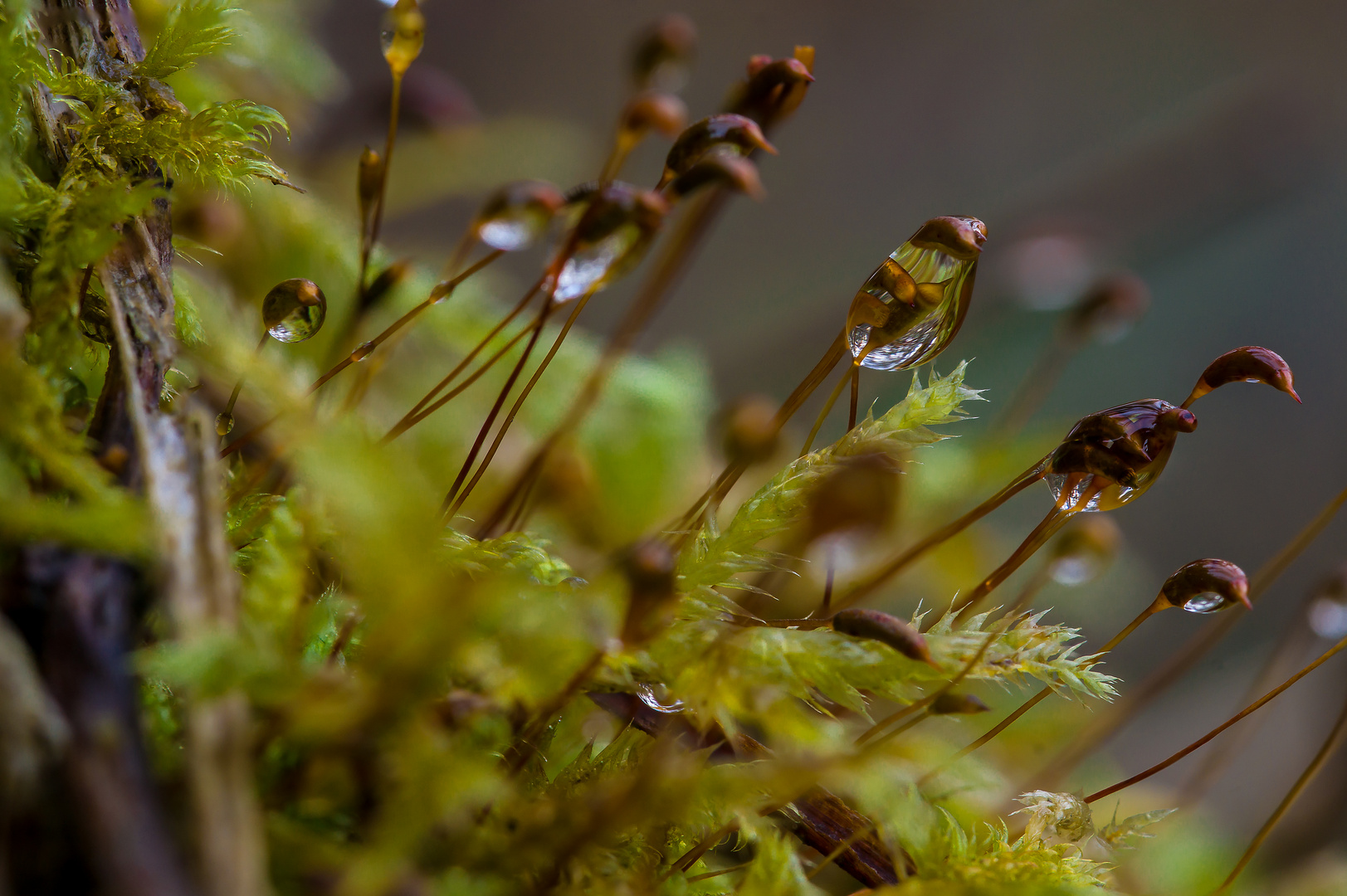 Wassertropfen an Sporenkapseln