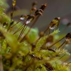 Wassertropfen an Sporenkapseln