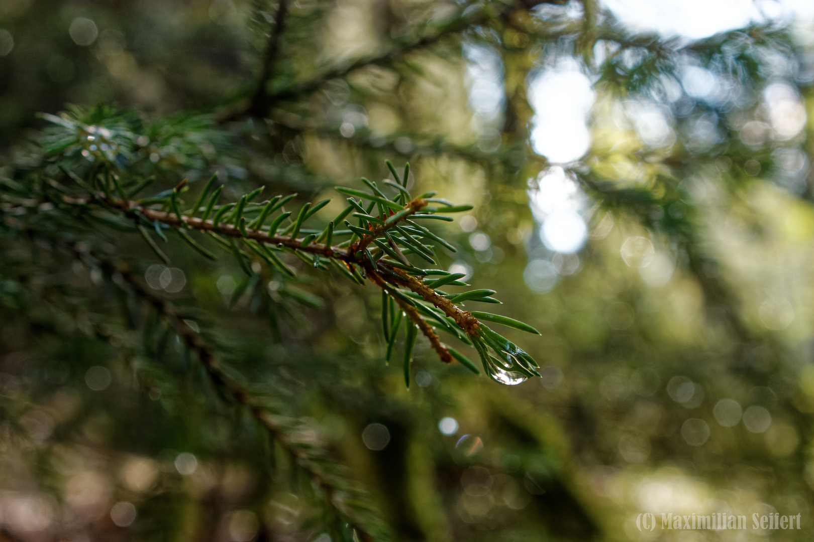 Wassertropfen an Tannenzweig