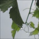 Wassertropfen an Weinranke