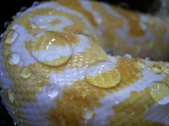 Wassertropfen auf Albinotiger