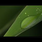 Wassertropfen auf Bambusblatt