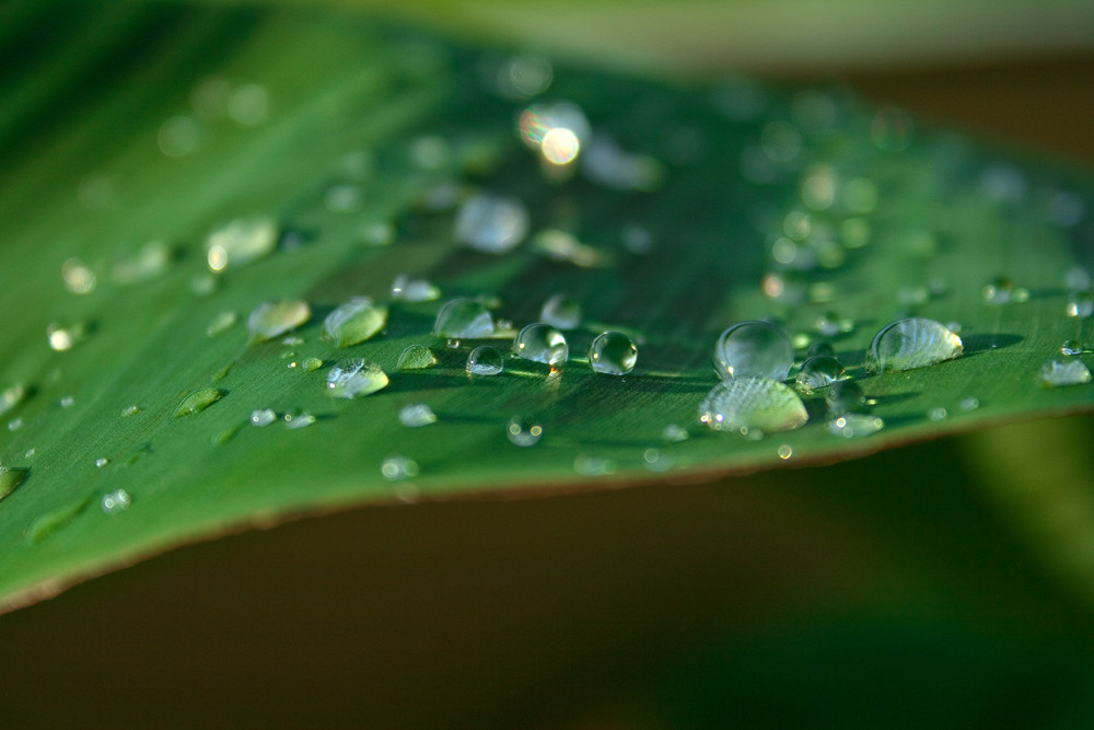 Wassertropfen auf Bananenblatt