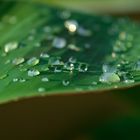 Wassertropfen auf Bananenblatt