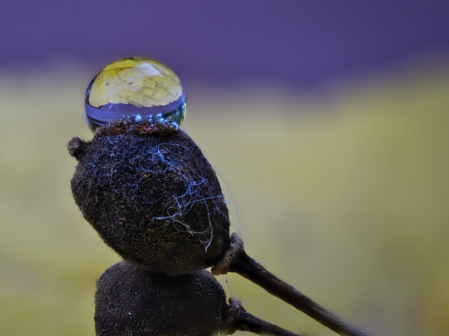 Wassertropfen auf Baumfrucht