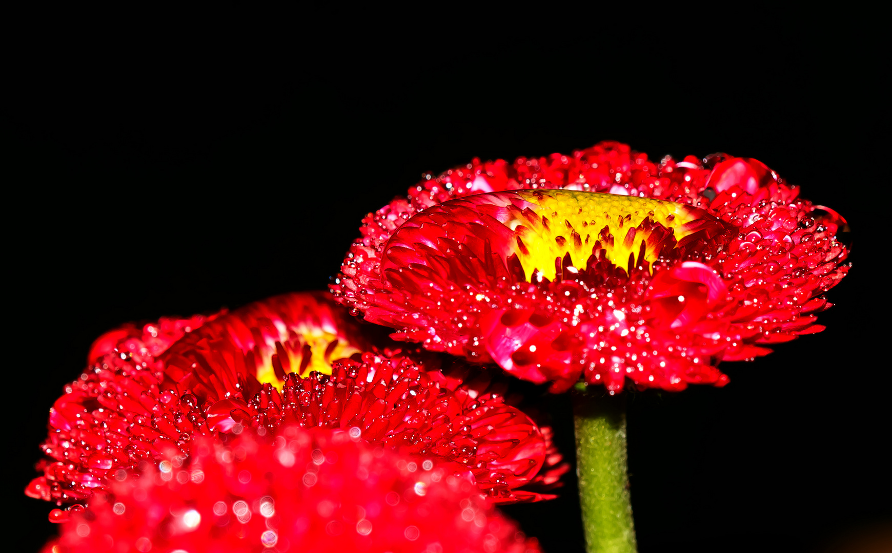 Wassertropfen auf Bellis