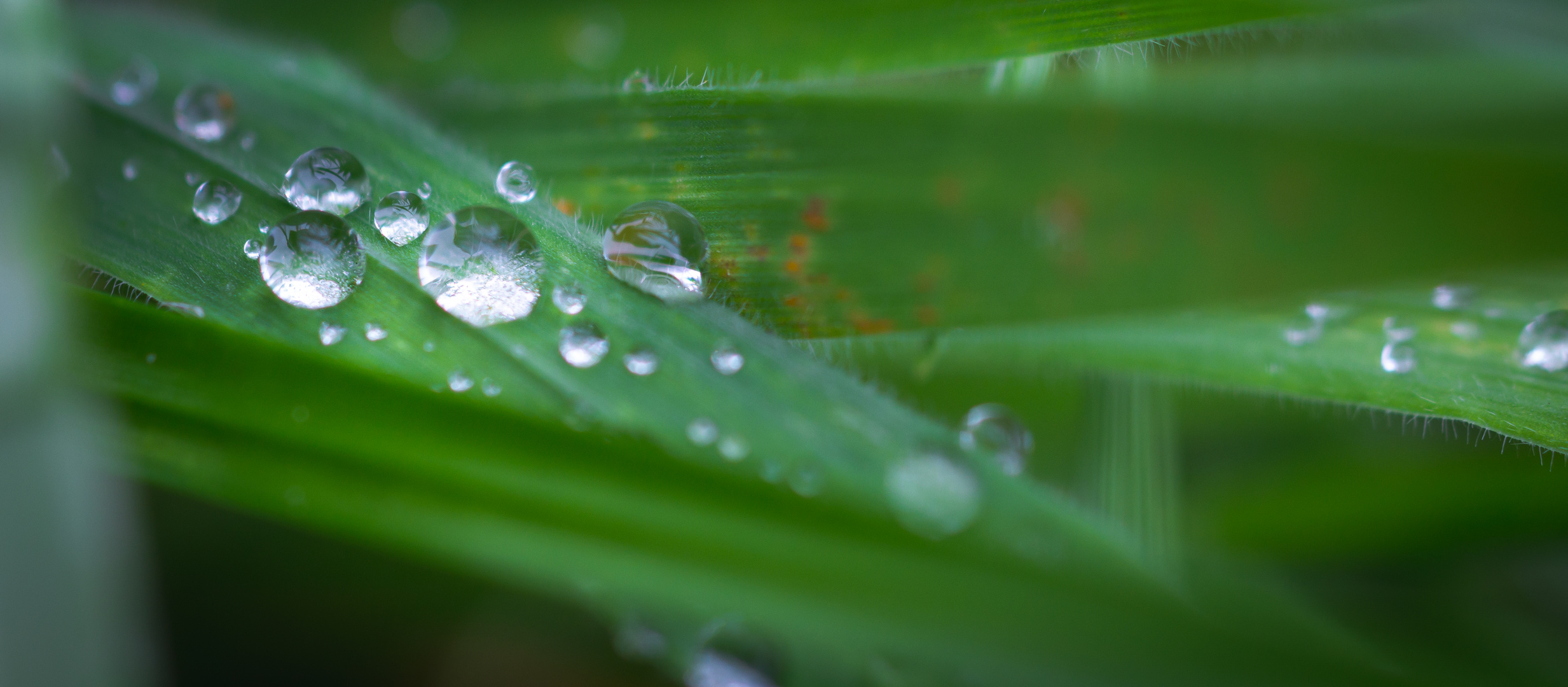 Wassertropfen auf Blättern