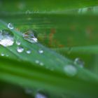 Wassertropfen auf Blättern