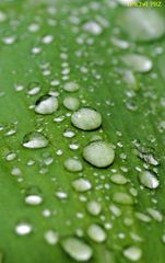 Wassertropfen auf Blättern