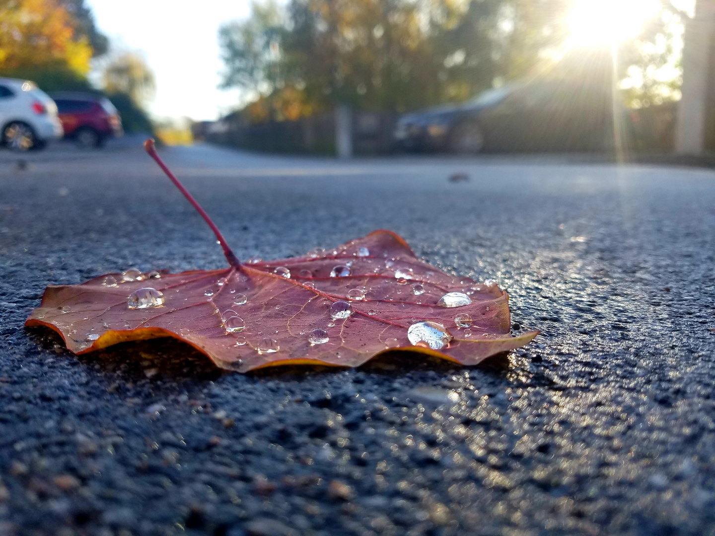 Wassertropfen auf Blatt