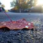 Wassertropfen auf Blatt