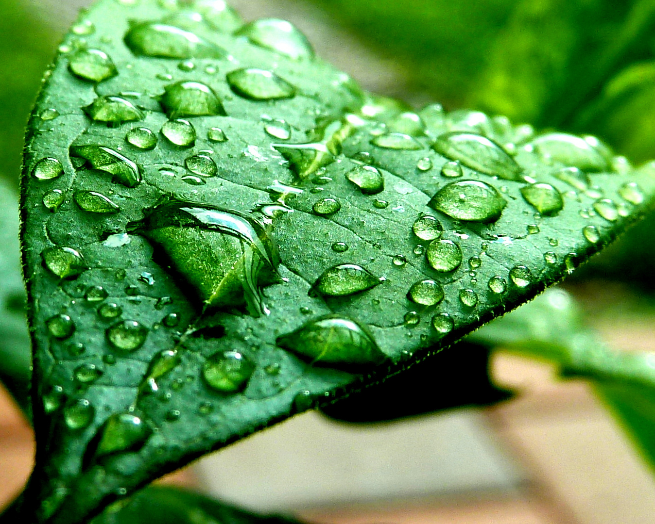 Wassertropfen auf Blatt