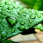 Wassertropfen auf Blatt