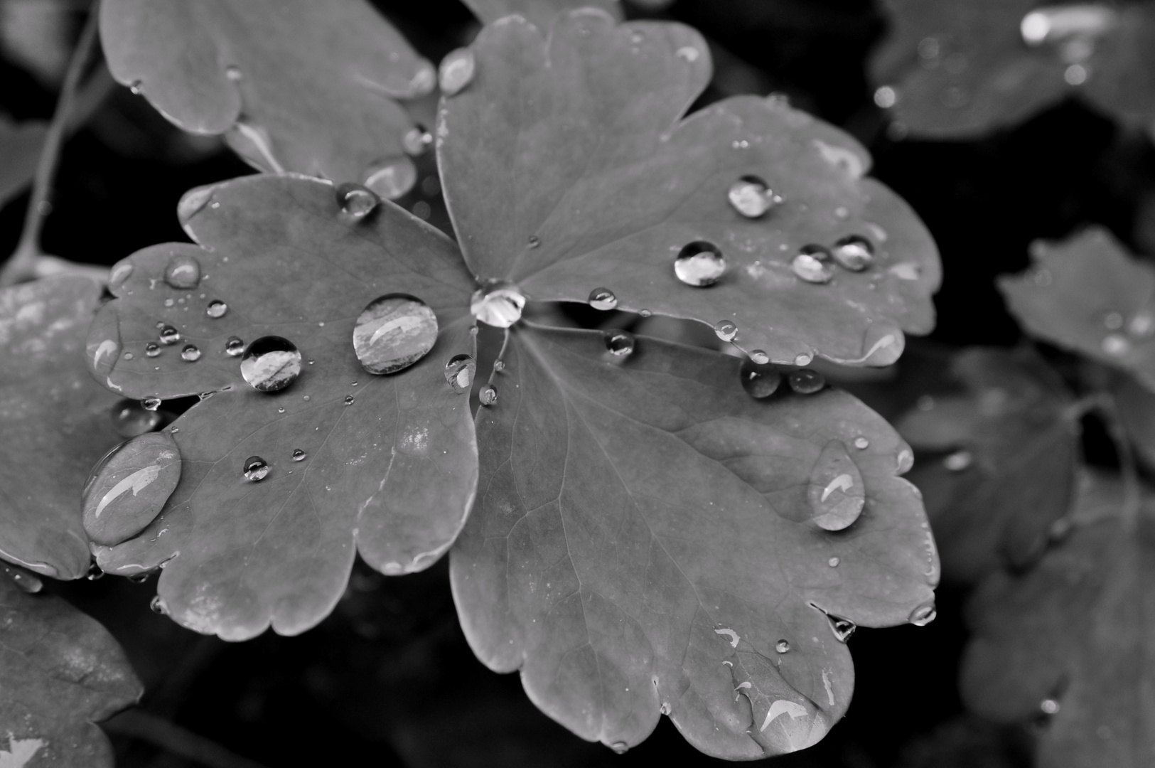 Wassertropfen auf Blatt